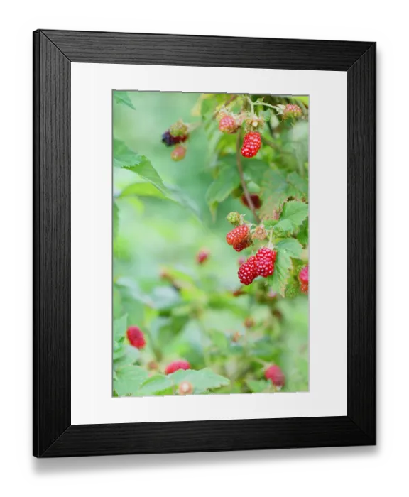 Framed Print : Red berries growing in the sunshine Framed Print : Red berries growing in the sunshine