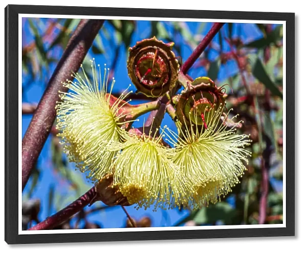 Yellow Eucalyptus Gum Blossom