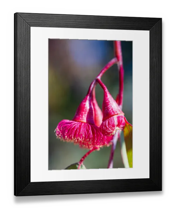Framed Print : Pink and Yellow Eucalyptus Gum Blossom Framed Print : Pink and Yellow Eucalyptus Gum Blossom