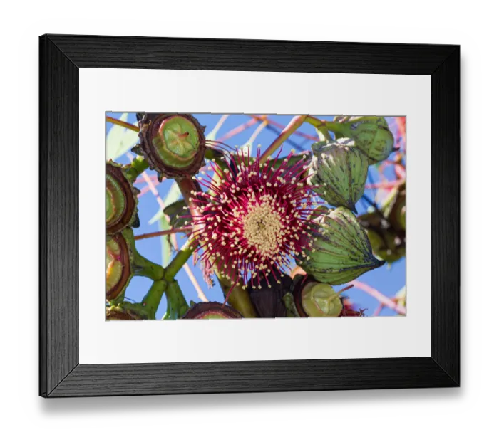 Framed Print : Red Eucalyptus Gum Blossom