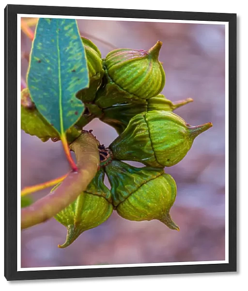 Eucalyptus Gum Nuts