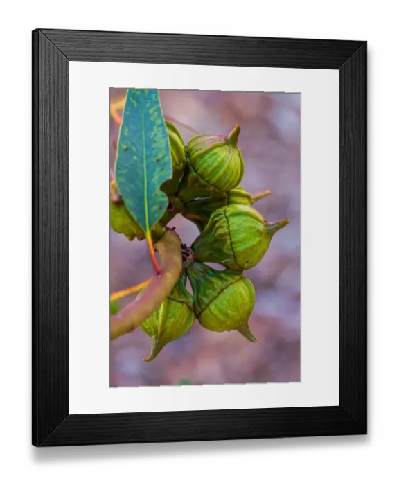 Framed Print : Eucalyptus Gum Nuts