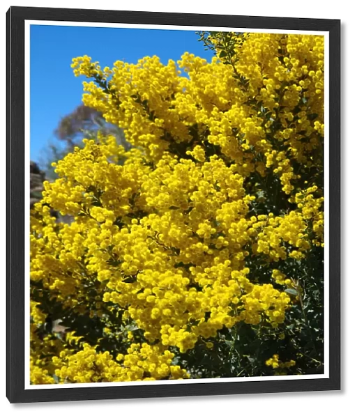Golden wattle tree in bloom