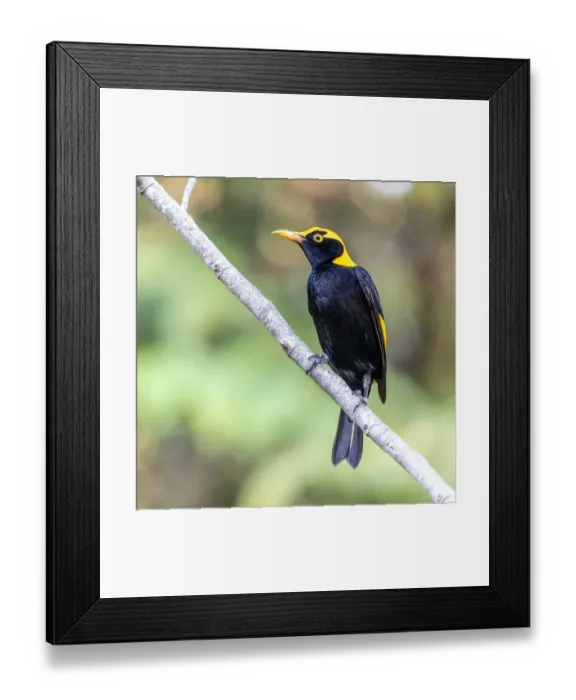 Framed Print : Male Regent Bowerbird Framed Print : Male Regent Bowerbird
