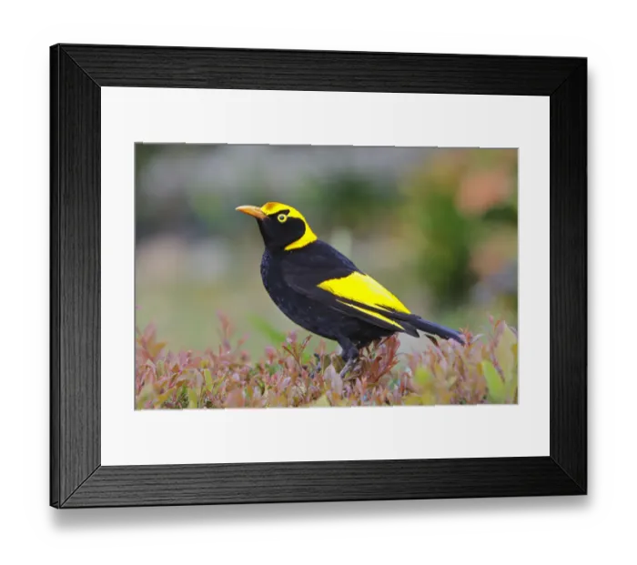 Framed Print : REGENT BOWERBIRD Framed Print : REGENT BOWERBIRD