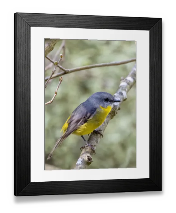 Framed Print : Eastern Yellow Robin Framed Print : Eastern Yellow Robin