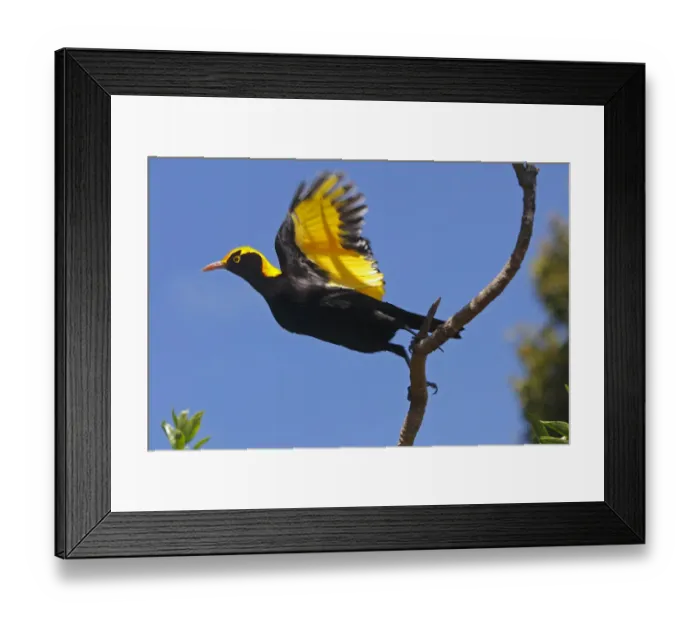 Framed Print : Regent Bower Bird Take Off Framed Print : Regent Bower Bird Take Off