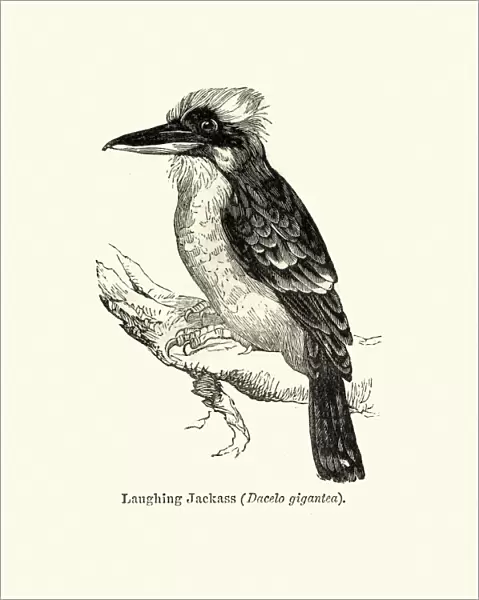 Wildlife, Birds, laughing kookaburra (Dacelo novaeguineae)