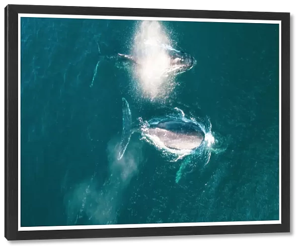 Aerial Whale Photograph