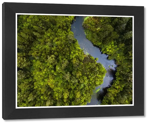Aerial view of river flowing through dense forest