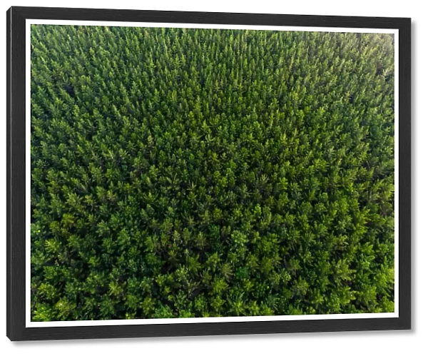 Overhead View Of Pine Forest, New Zealand