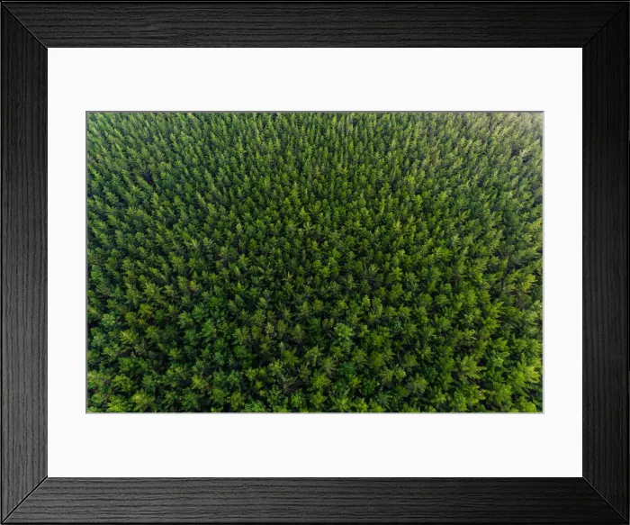 Framed Print : Overhead View Of Pine Forest, New Zealand