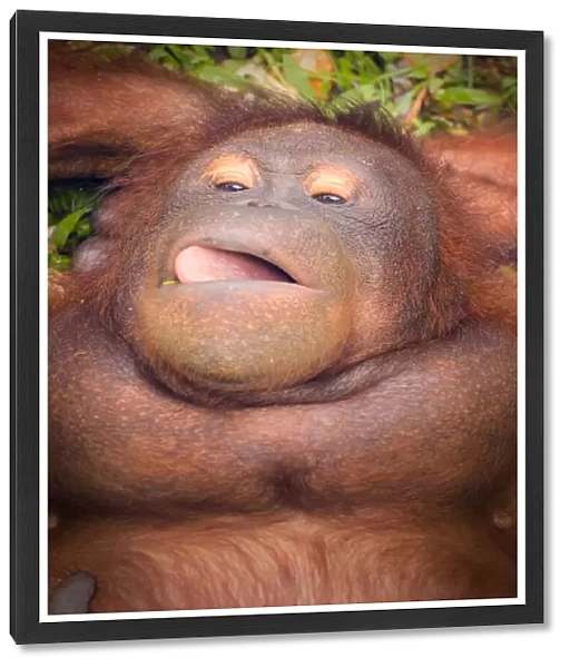 Bornean Orangutan chilling out