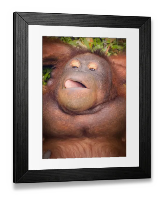 Framed Print : Bornean Orangutan chilling out
