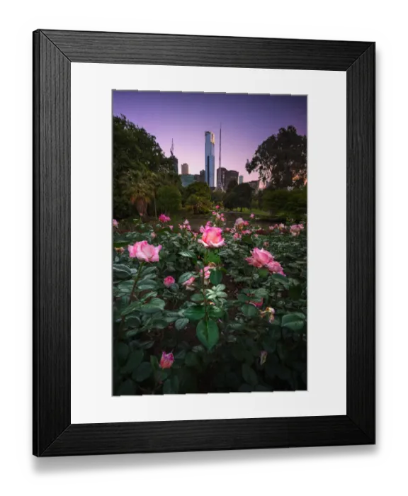 Framed Print : Melbourne City Flowers Framed Print : Melbourne City Flowers