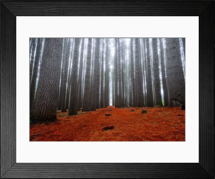 Framed Print : Sugar Pine Forest Framed Print : Sugar Pine Forest