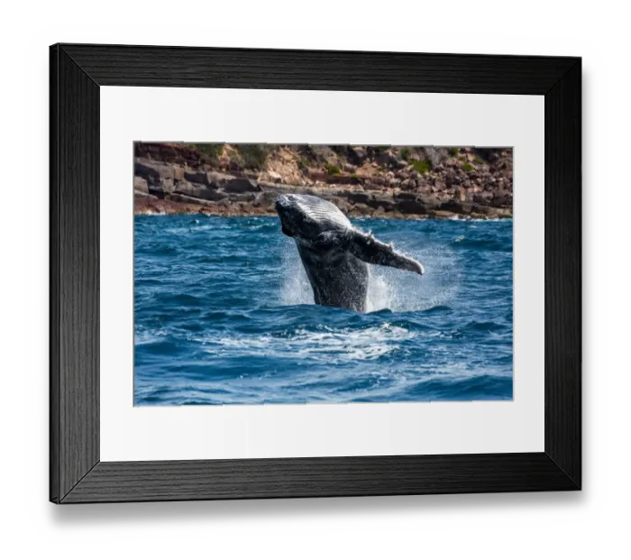 Framed Print : Whale Playing and Splashing in the Ocean