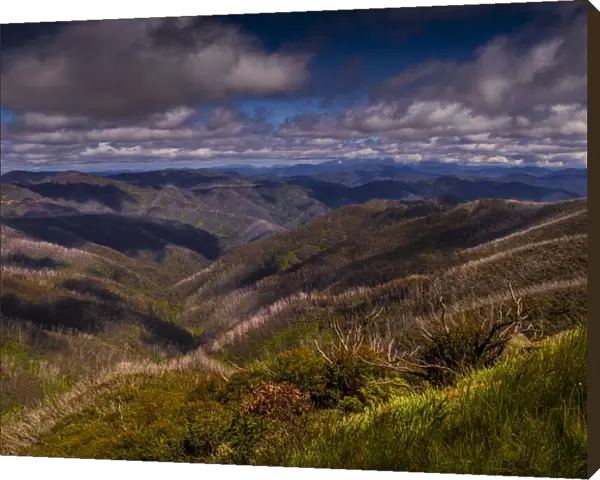 Mountain Summer viewpoint near the summit of Mount Hotham, High Country, Victoria