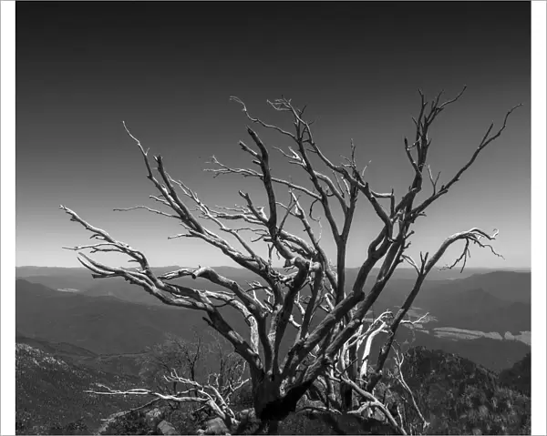 Old Snow gum after devastating bushfires at the Horn, Mount Buffalo, High Country