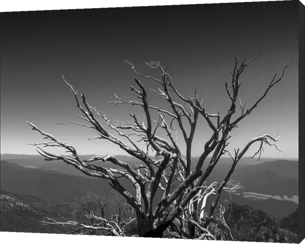 Old Snow gum after devastating bushfires at the Horn, Mount Buffalo, High Country