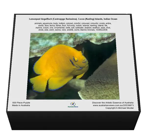 Lemonpeel Angelfisch (Centropyge flavissima), Cocos (Keeling) Islands, Indian Ocean
