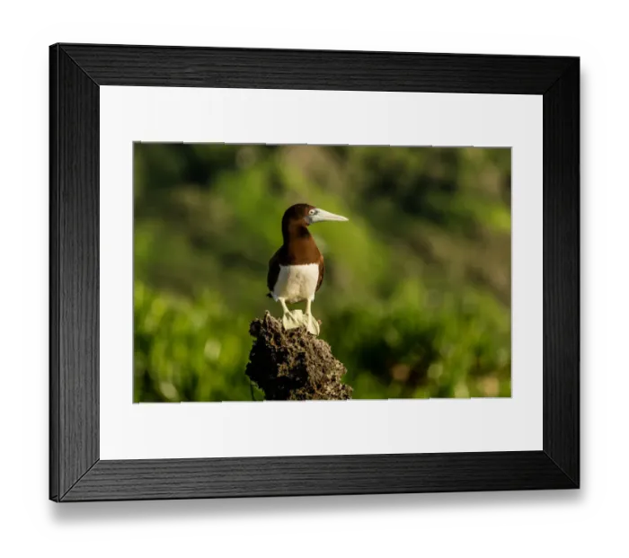 Framed Print : Brown Booby Framed Print : Brown Booby