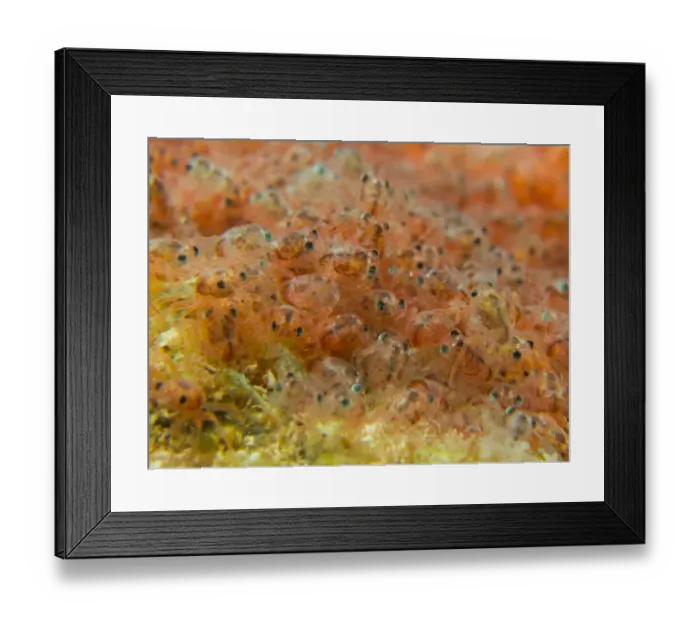 Framed Print : Water Babies