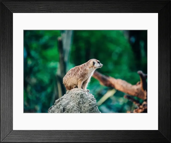 Framed Print : meerkat on the top of stone Framed Print : meerkat on the top of stone