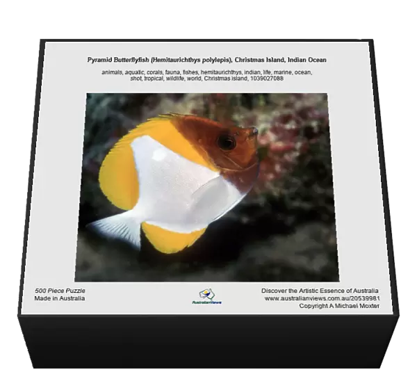 Pyramid Butterflyfish (Hemitaurichthys polylepis), Christmas Island, Indian Ocean