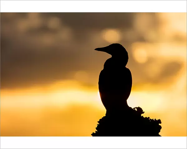 Brown Booby Sunrise