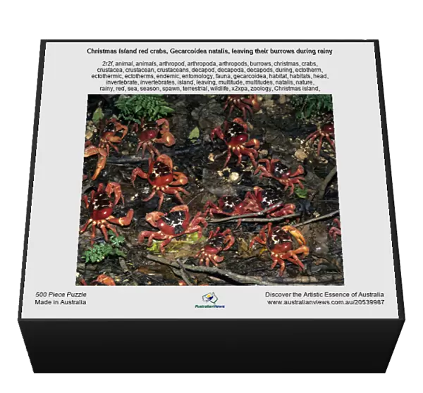 Christmas Island red crabs, Gecarcoidea natalis, leaving their burrows during rainy