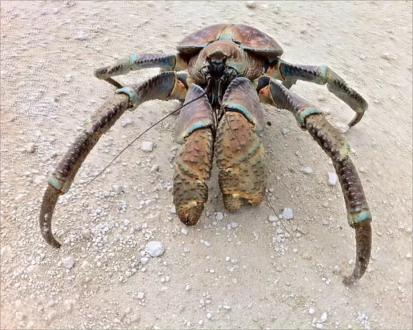 Coconut Crab | Christmas Island | Australia