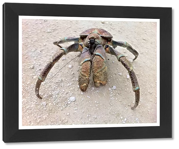 Coconut Crab | Christmas Island | Australia
