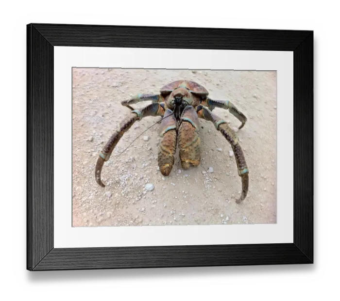 Framed Print : Coconut Crab | Christmas Island | Australia