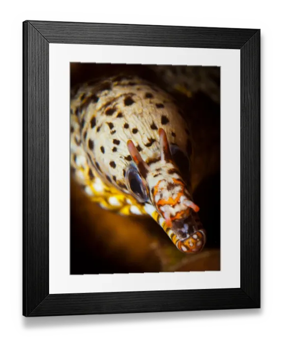 Framed Print : Dragon Moray