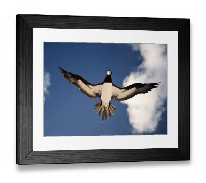 Framed Print : brown booby checking me out