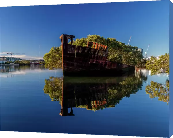 SS Ayrfield - Floating Forest, Homebush Bay