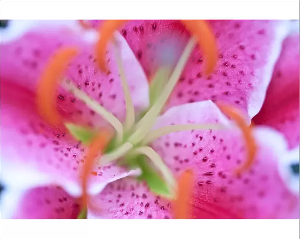 Extreme macro shot of pink stargazer lily