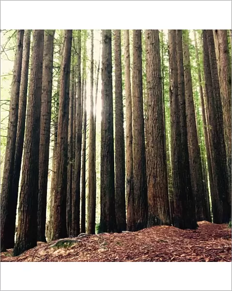 Trunks of Sequoia trees