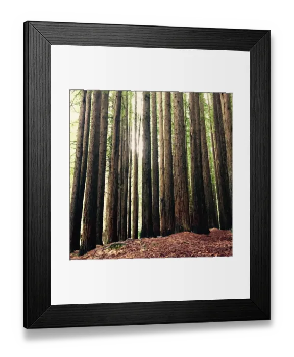 Framed Print : Trunks of Sequoia trees Framed Print : Trunks of Sequoia trees