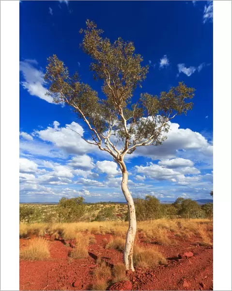 White gum tree in the Pilbara