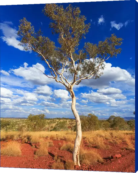 White gum tree in the Pilbara