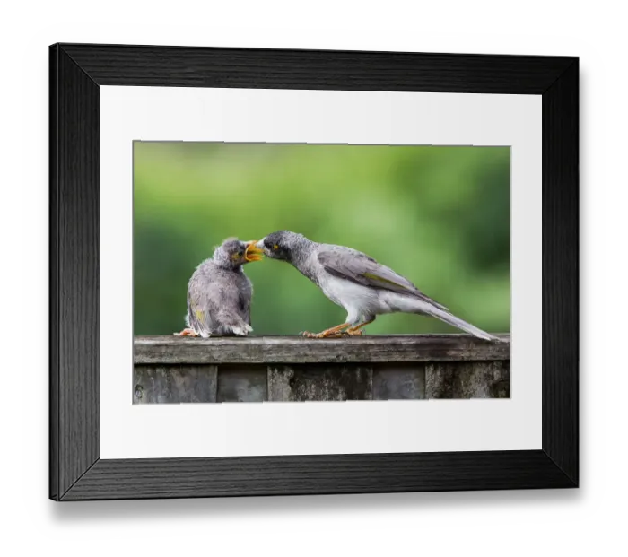 Framed Print : Feeding Time Framed Print : Feeding Time