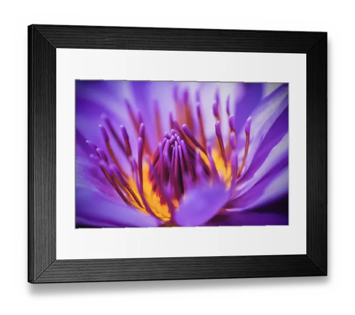 Framed Print : Closeup of purple waterlily Framed Print : Closeup of purple waterlily