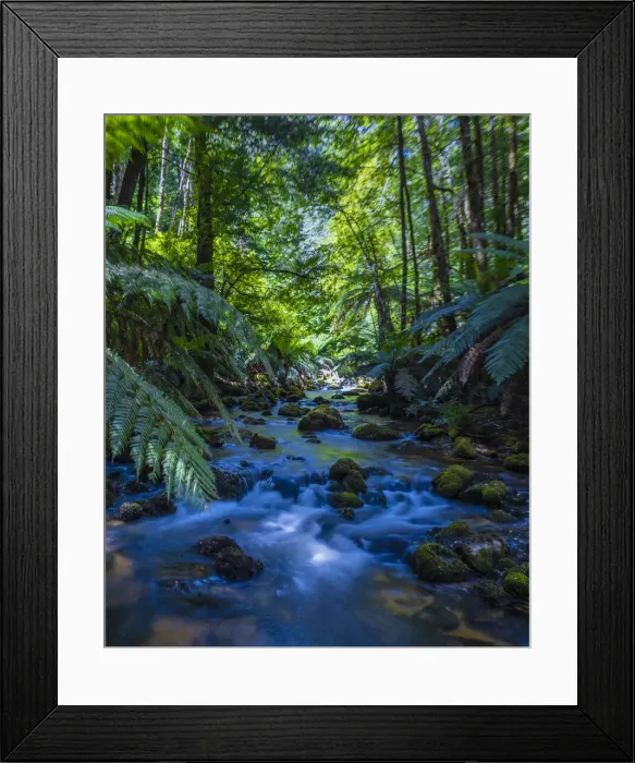 Framed Print : Magnificent old growth rainforest on the slopes of Mount St