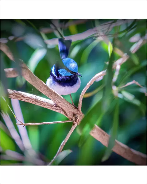 Superb Blue Wren, Victoria, Australia