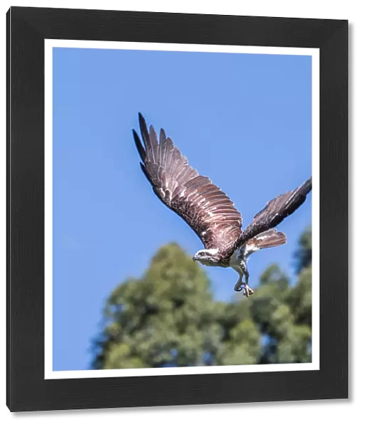 Eastern Osprey in flight, Victoria, Australia