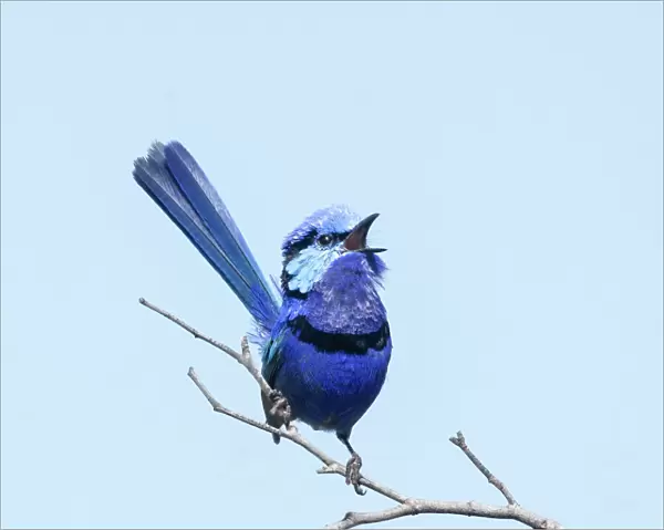 Blue Fairy-wren singing
