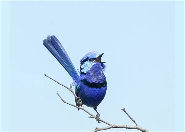 Blue Fairy-wren singing