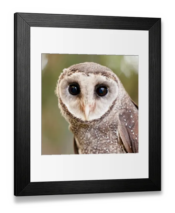 Framed Print : Portrait of a Greater Sooty Owl - Australia